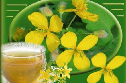 Extract celandine herb from fungus